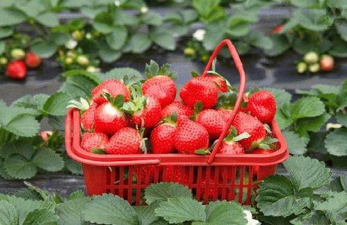 爆料种植草莓视频播放网站,热门视频带你走进草莓种植世界  第3张