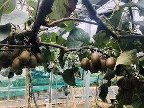 猕猴桃最新爆料文案,揭秘果中珍品背后的神奇功效  第3张